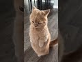 funny littel cats watch to the end 😄 #cat #crazily #catstory #pets #funny