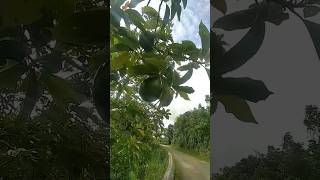 avocado trees literally  everywhere...??? #jamaica #countrylife #jamaicanfood