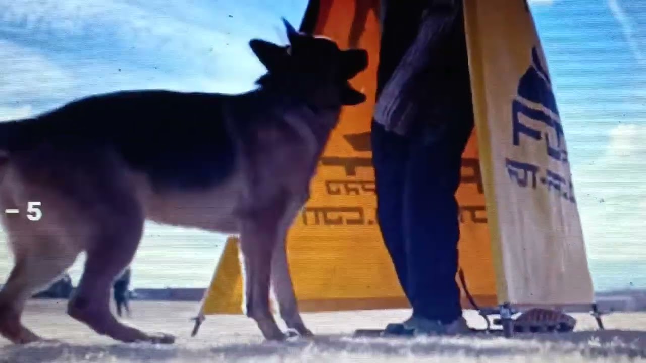 GERMAN SHEPHERD &  MALINOIS KHATRON KE KHILADI 9 JIGAR PE TRIGGER DANGEROUS DOG BARK HOLD ATTACK