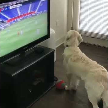 😂⚽🐶 Dog Watching Football On TV Vine Classic