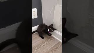 MY KITTEN'S TRYING OUT COLLARS 😂😂