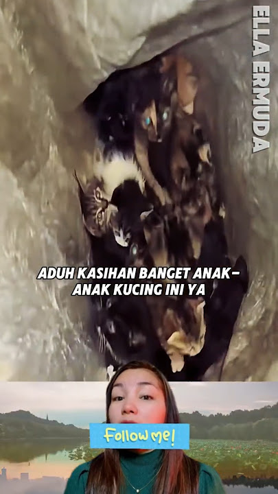 Kucing Dibuang di Dalam Karung 😱 #shorts #shortsviral #kucing