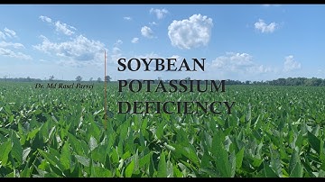 Soybean Potassium Deficiency