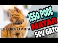 Qual a melhor coleira para gatos