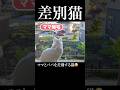 【爆笑😂】ママは大好き、パパは興味が無い愛猫💦　 #猫 #猫のいる暮らし #保護猫