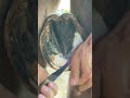 Satisfying Hoof Restoration #shorts  #farrier #satisfying #asmr