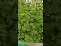 Como cultivar Cilantro organoponico || Hidroponia Organica #shorts #cultivar #hidroponia
