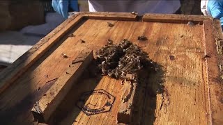Report finds 72% decline in western bumblebees in Colorado