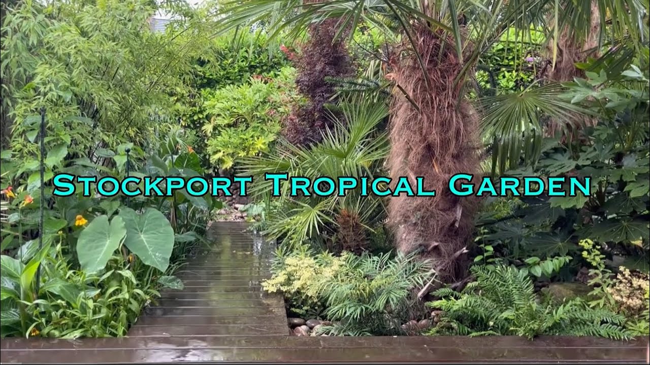 August 2025 tour of my small UK tropical garden.
