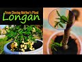 Cloning Longan From Mother's Plants