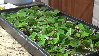 Propagating Poinsettias for the Holidays