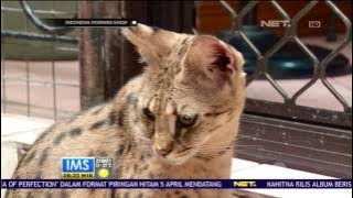 Ternyata Kucing Persilangan antara ras Afrika dan Pribumi Termahal di Dunia