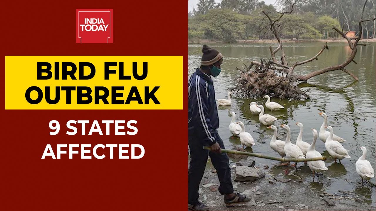Bird Flu Outbreak| Avian Influenza Confirmed In Delhi, Maharashtra ...
