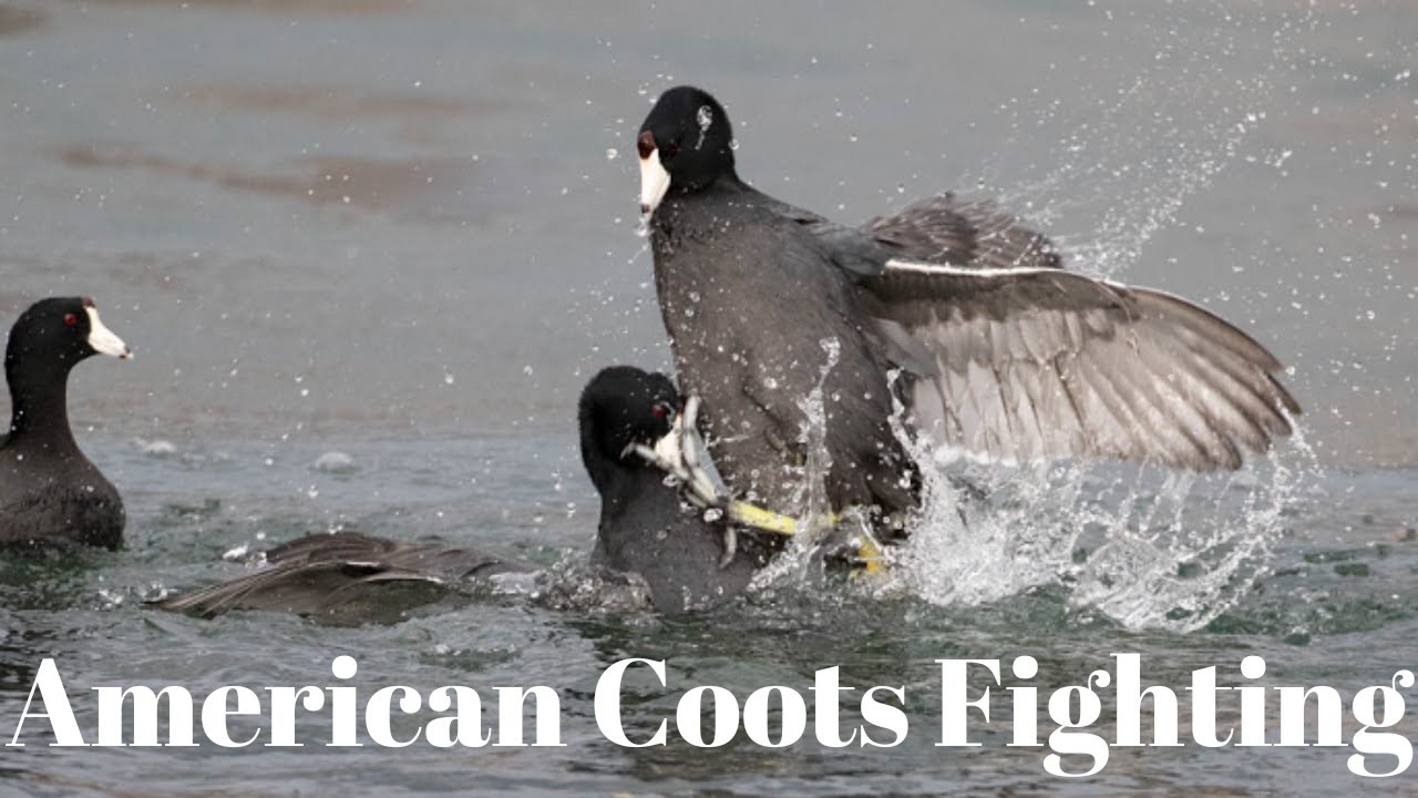 American Coots fighting
