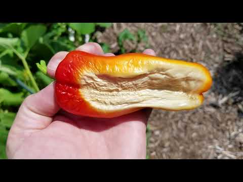 Video: Pepper Sunscald - Prevenire il Sunscald sul frutto del pepe