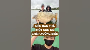 Nếu bạn thả một con cá chép xuống biển #metrithuc