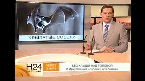 Летучие мыши поселились на балконе иркутской многоэтажки.