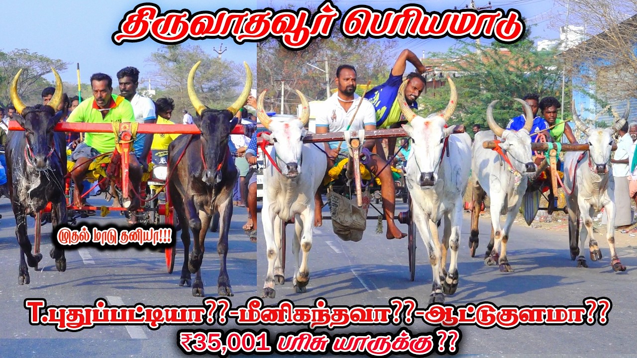 6திருவாதவூர்-பெரியமாடு-பந்தயம்_07.03.2026_V_Photography