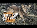 HOW TO TRAP SHY COYOTES!!!