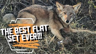 HOW TO TRAP SHY COYOTES!!!