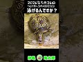 亀観察日記 2026.5.26 「泳げるんですか？」 #亀飼育