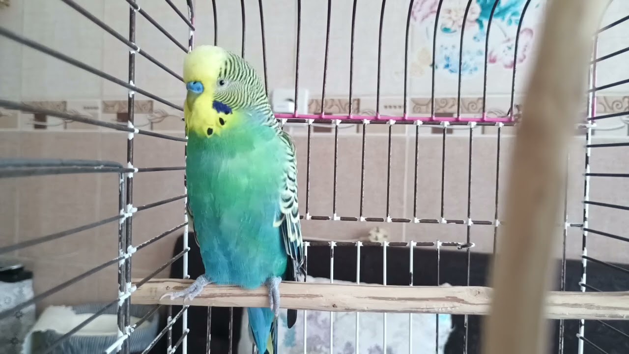 Muhabbet Kuşunuz İçin Cennet Gibi 4 Saat: Neşe, Huzur ve Bağ Kurma Zamanı!