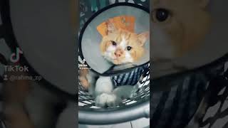 How Cute I Am rio in thebasket