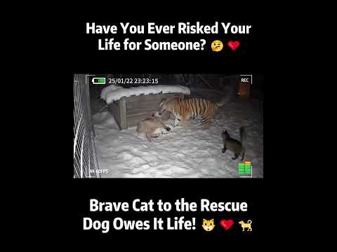 Have You Ever Risked Your Life for Someone? 🤔❤️#camera #dogs #cat #tager