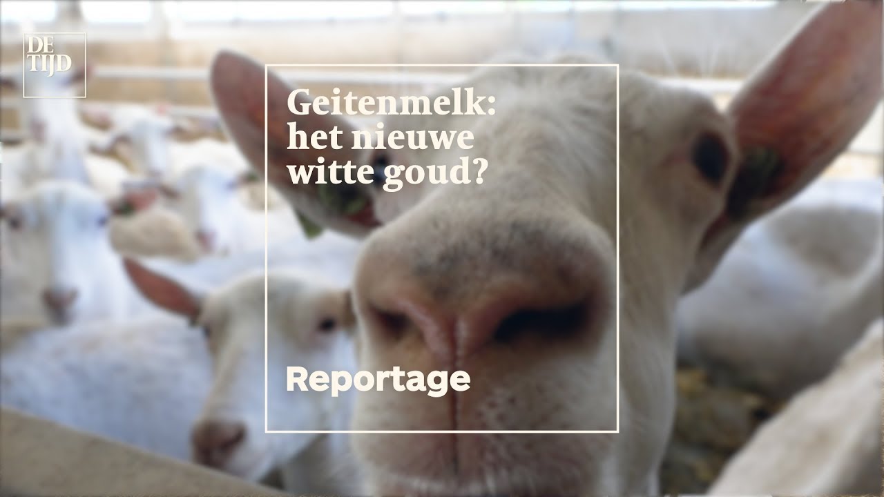 ‘Vroeger had ik de vakbonden, nu 3.000 geiten die mekkeren'