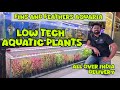Low Tech Aquatic Plant Stock Update! Fresh Arrivals