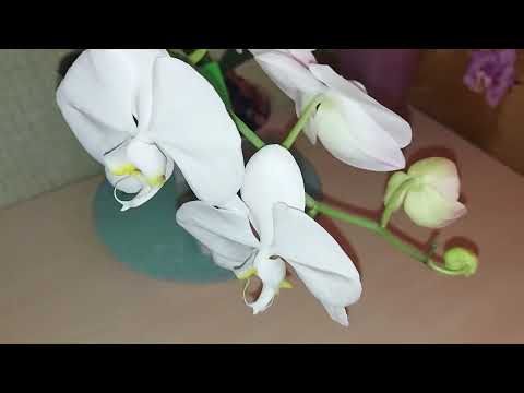 Первое цветение подростков Sogo Yukidian 🌸 и Sogo Diamond🦋.