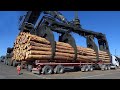 Dangerous biggest idiots machines is so stump pulling removal  big logging wood truck driving skill