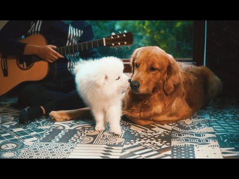 Ai Là Người Thương Em | Quân A.P | Bun & Orin Cover