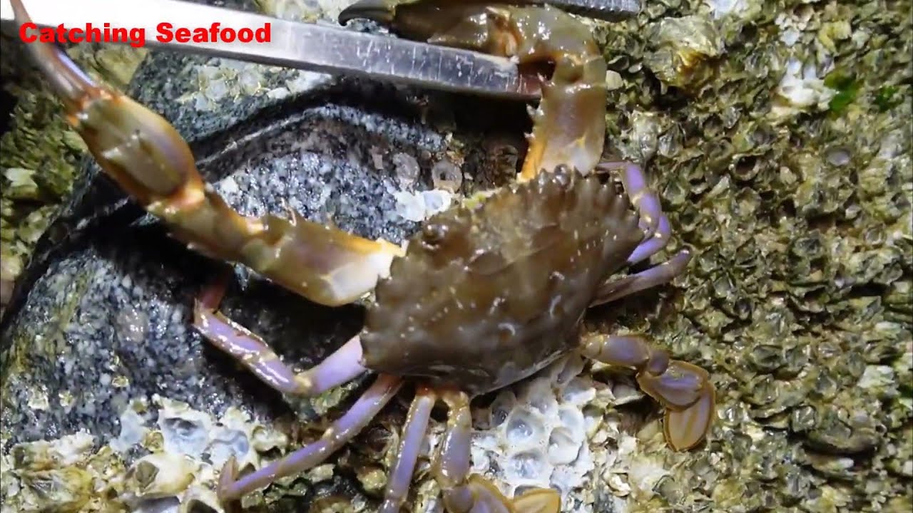 Catching Seafood | Go catch fresh seafood, shrimp, crab, fish, squid ...