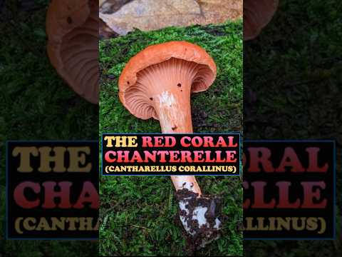 Red Coral Chanterelle (Cantharellus corallinus) #foraging #chanterelle #ediblemushrooms