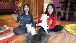 Pergi Ke Rumah Para Kucing Semua Kucingnya Lucu-Lucu