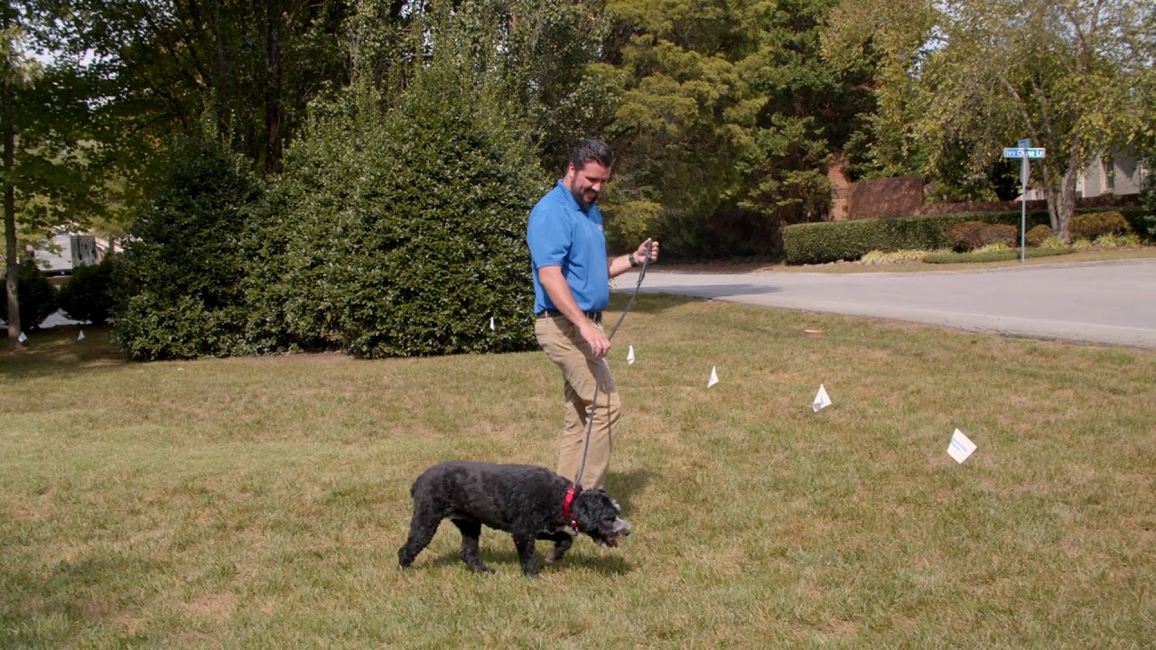 Invisible Fence® Brand Boundary Plus® TechnologyExpand your dogs