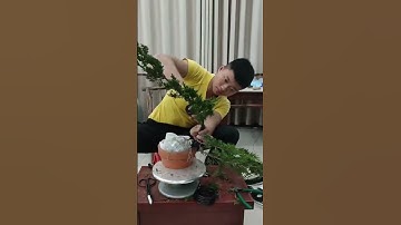 Cách tạo dáng bon sai thác đổ cho phôi Tùng mới mua về không khó