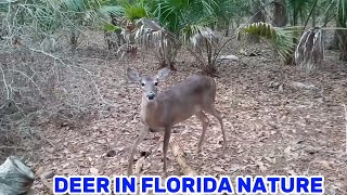 FLORIDA DEER IN THE WILD