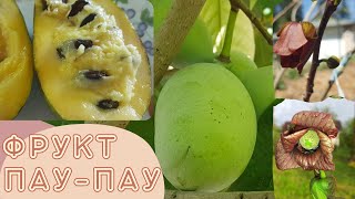 :     .  .      . #pawpaw
