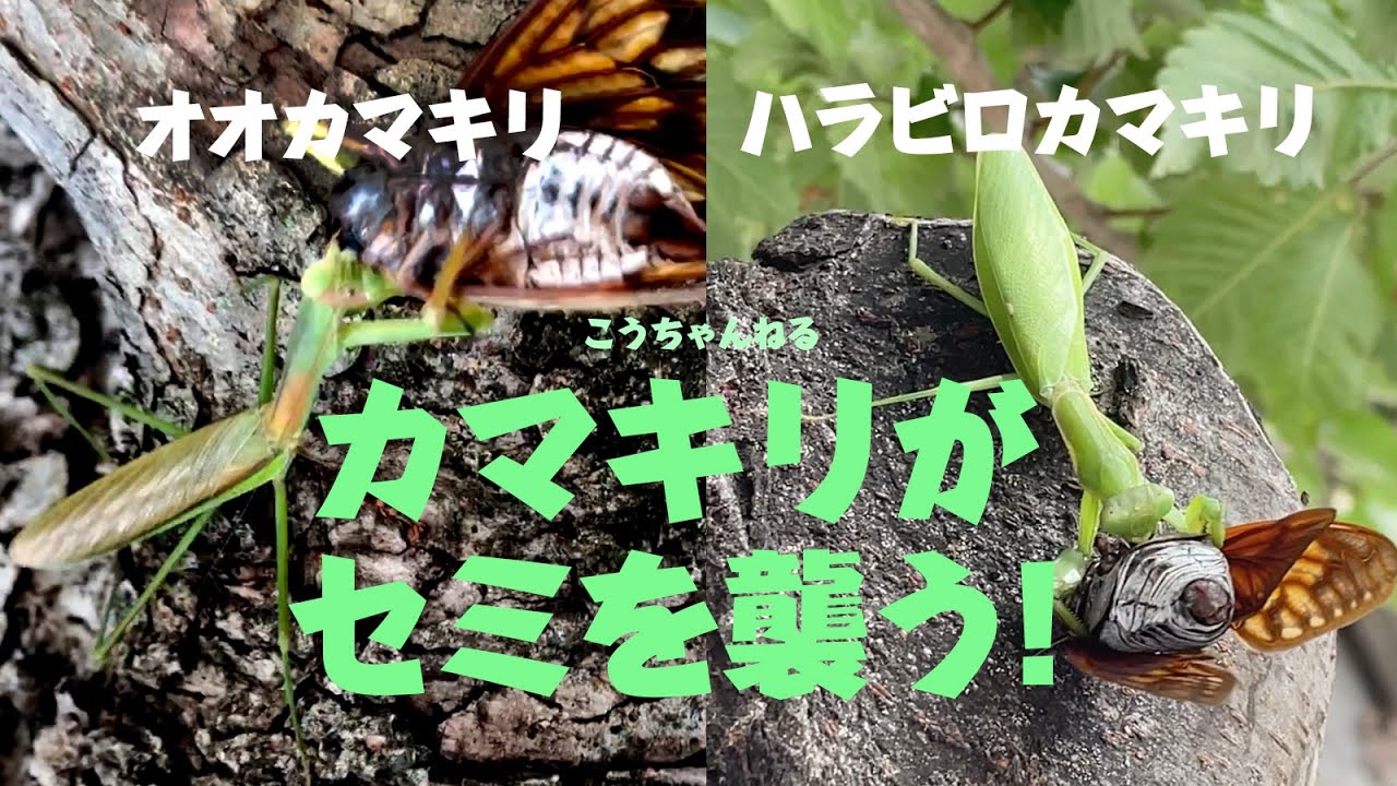 タマムシの昆虫標本を作ってみました (make a specimen of an insect / Jewel beetle) - YouTube