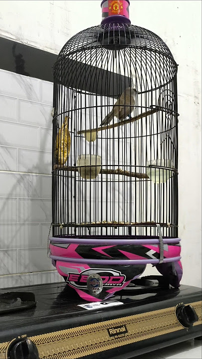 Trucukan gacor ROPEL panjang
