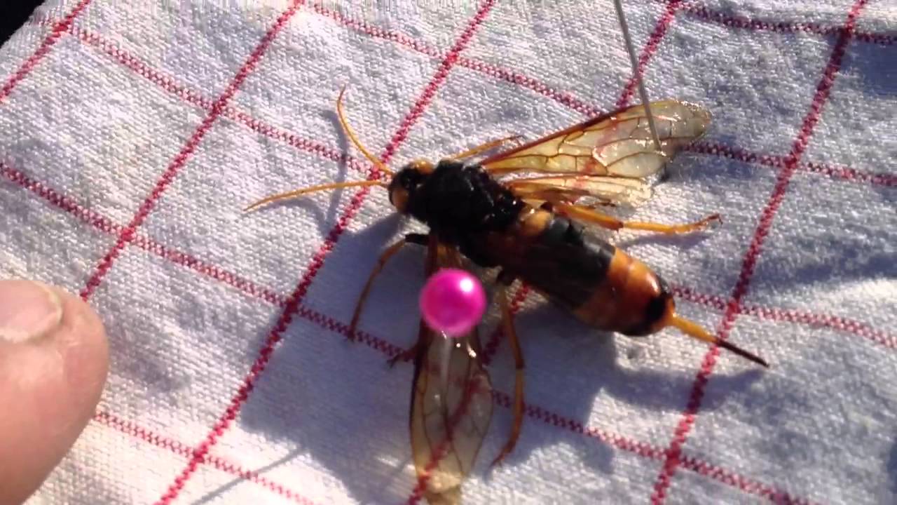 Treveps el tømmermann? - YouTube