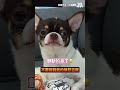 吉度不爽 #吉娃娃｜VS MEDIAｘ吉蛋🅣🅦