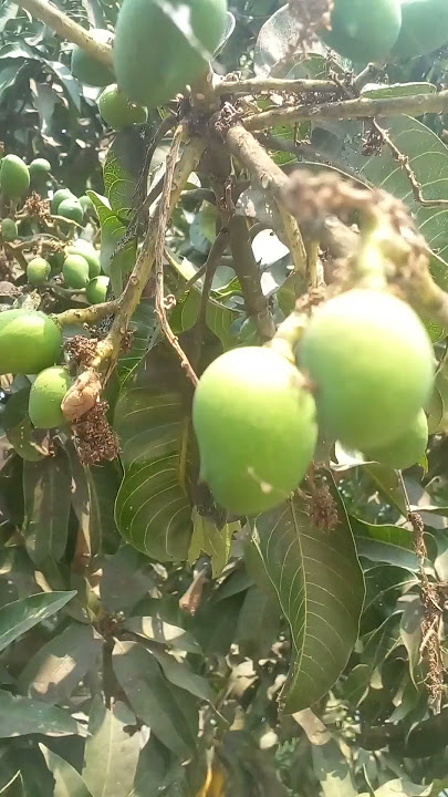 #music #instrumental mango #food @refugiomental6032