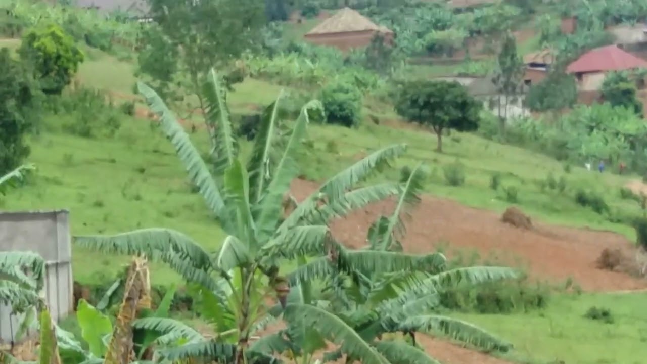 NGIKI ICYIBANZA GIHENDUTSE MURI KIGARI NTIMUCIKWE0781810992