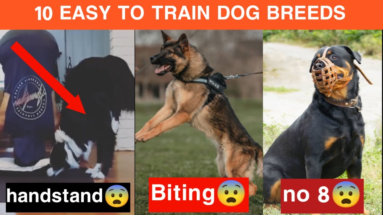 10 Of The Easy To Train Dog Breeds easiest to train dog YouTube