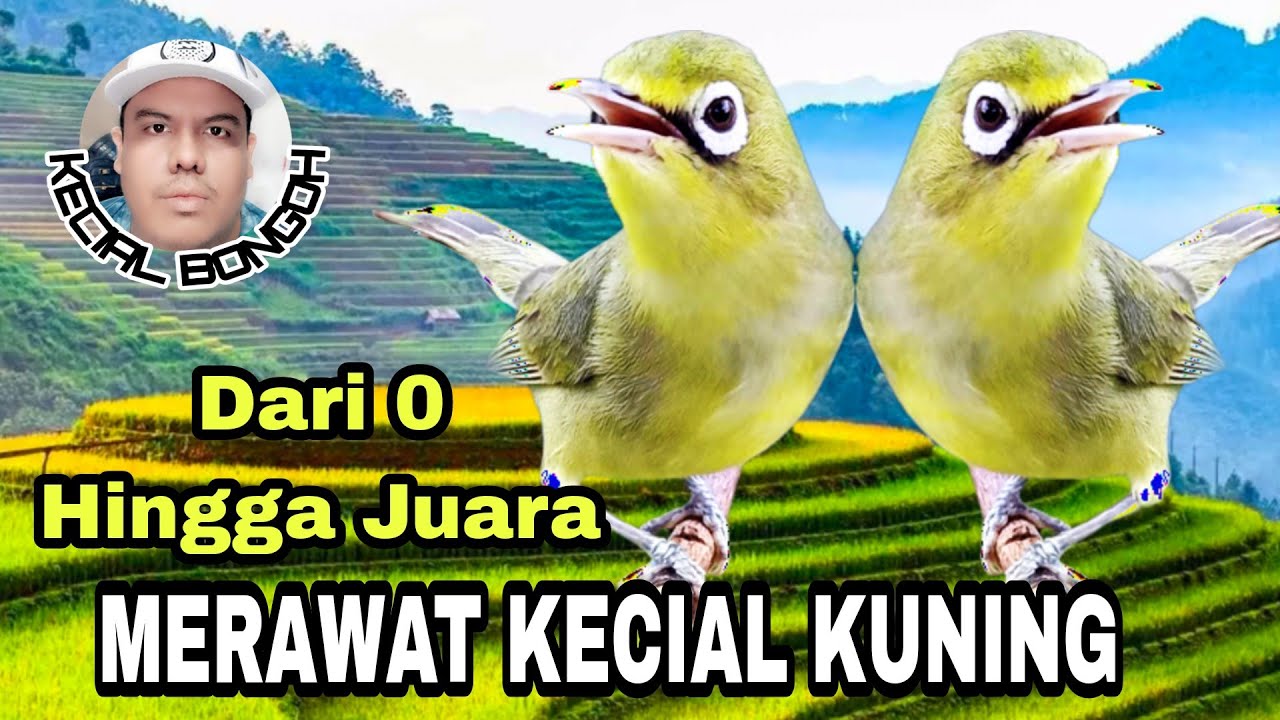 MERAWAT KECIAL KUNING DARI GEBOKAN HINGGA JUARA OWNER MR.KAHFI || KECIAL BONGOH