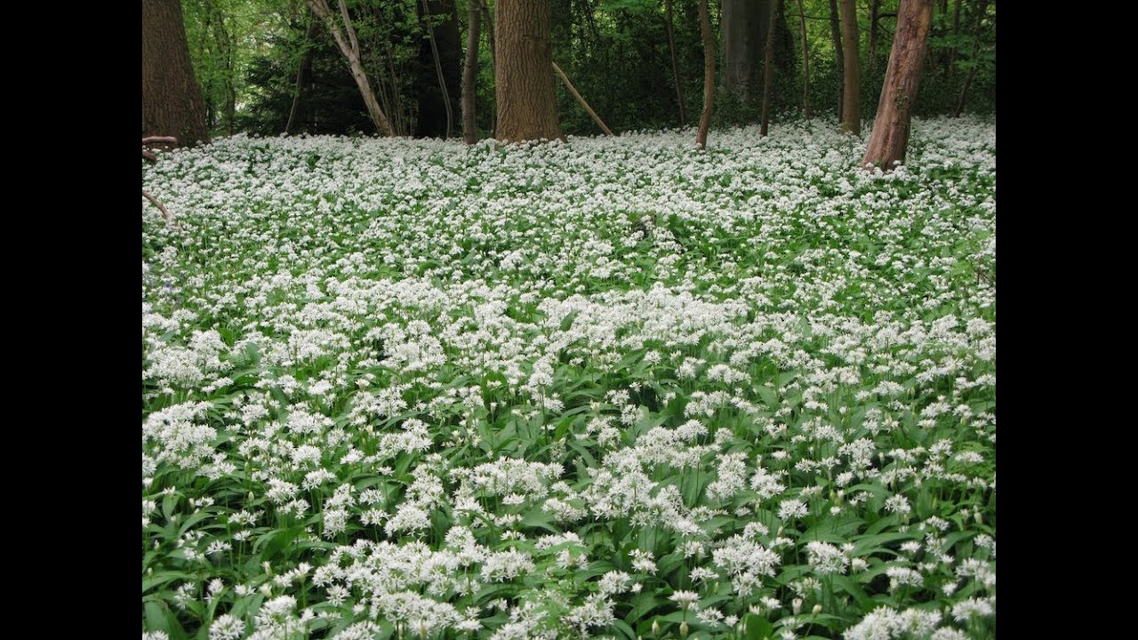 Spring Foods & Herbs for Wellbeing - YouTube