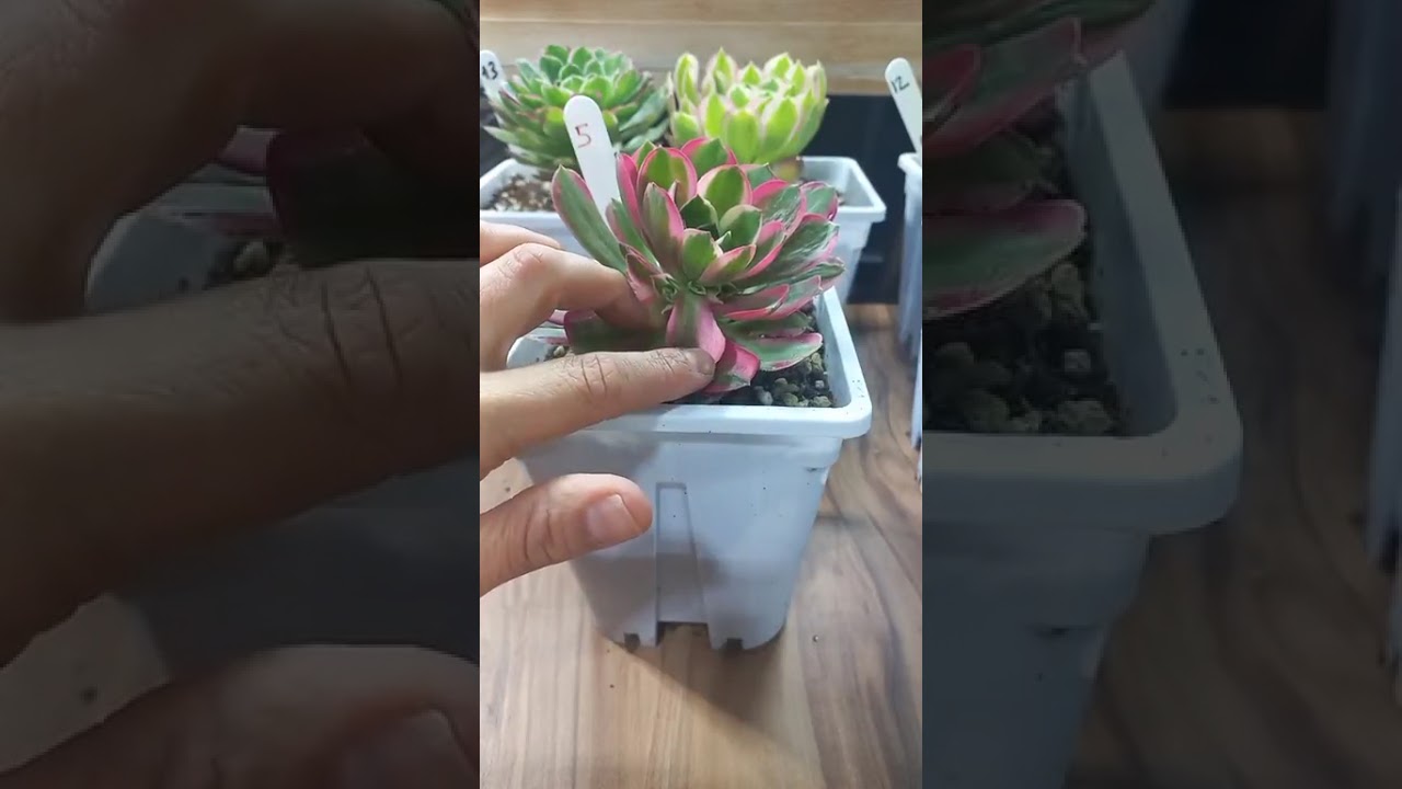 Instagram canlı yayin🥰